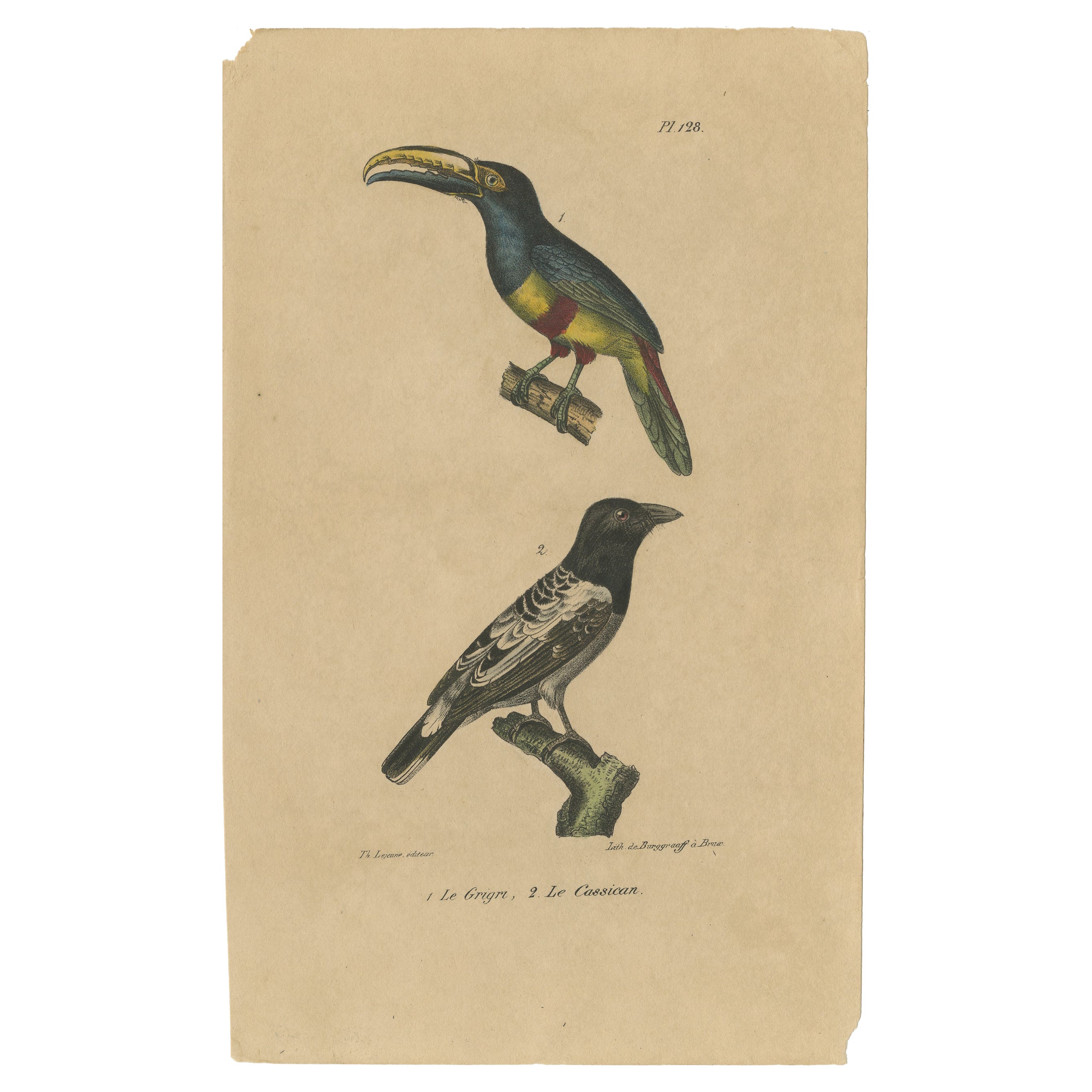 Antiker Vogeldruck eines Aracari-Toucan und eines australischen Magpie-Vogels, ca. 1830