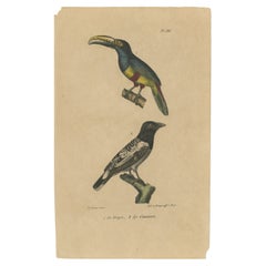 Antiker Vogeldruck eines Aracari-Toucan und eines australischen Magpie-Vogels, ca. 1830