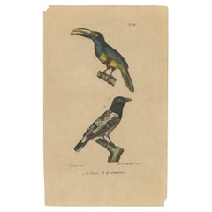 Tirage oiseau ancien d'un toucan Aracari et d'un magpie australien, vers 1830