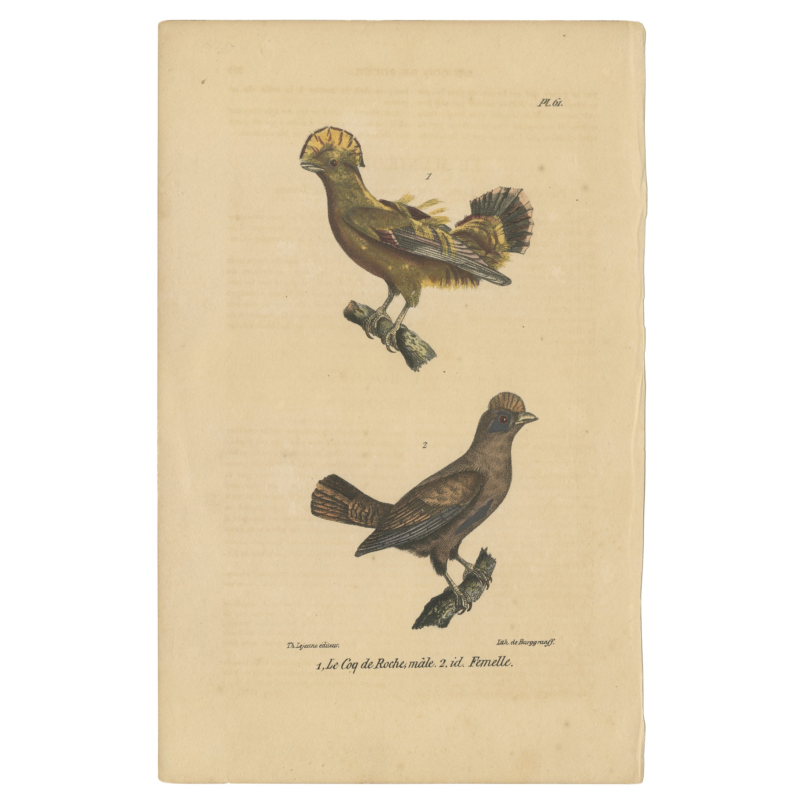 Antique Hand-colored Bird Print of Cocks-of-the-Rock by Lejeune 'c.1830' For Sale