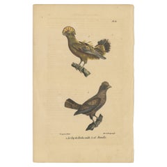 Antiker handkolorierter Vogeldruck von Eichhörnchen aus dem Felsen von Lejeune, um 1830
