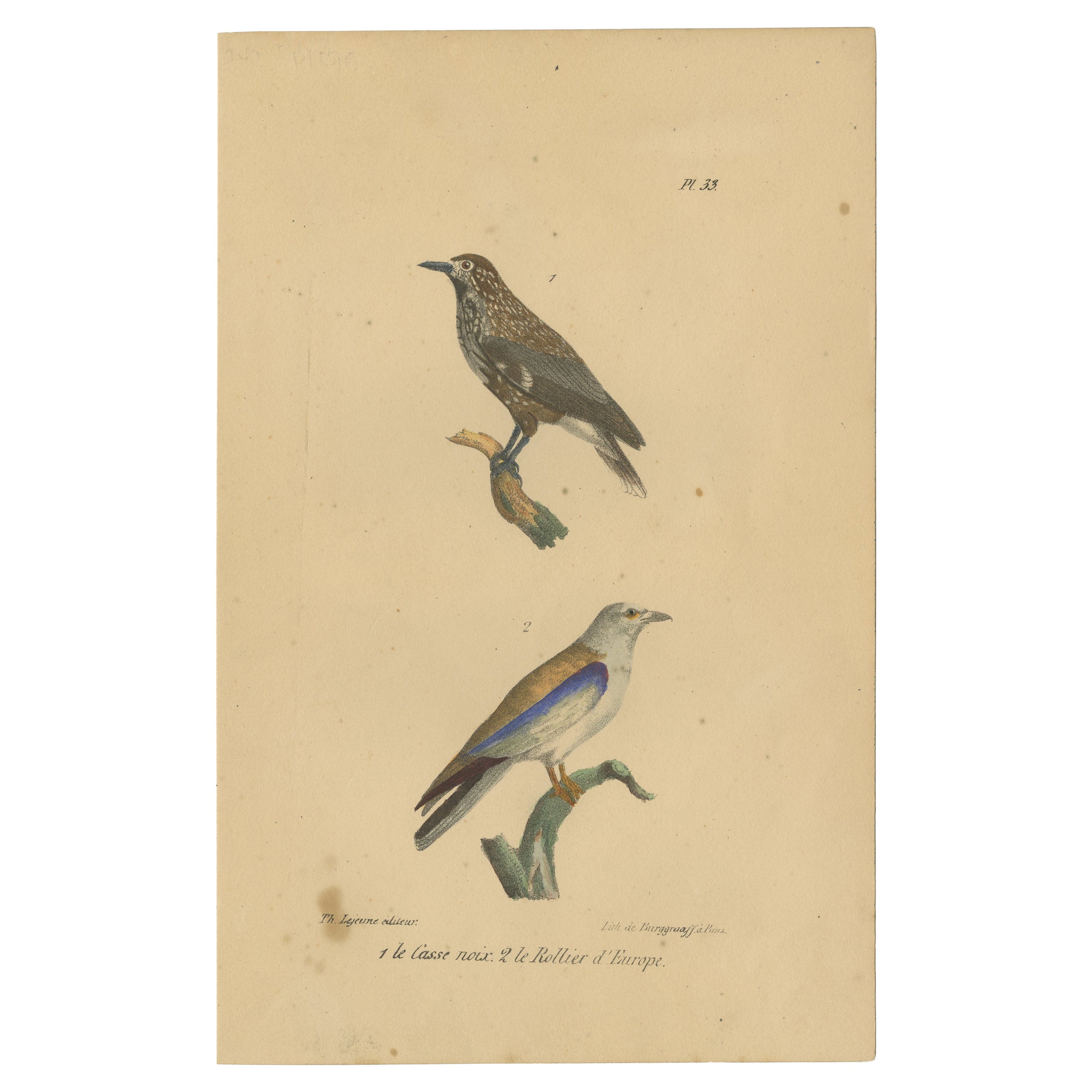 Pl. 33 Antiker Vogeldruck eines Nutcrackers und eines europäischen Rollers von Lejeune, um 1830