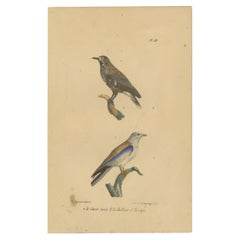 Pl. 33 Antiker Vogeldruck eines Nutcrackers und eines europäischen Rollers von Lejeune, um 1830