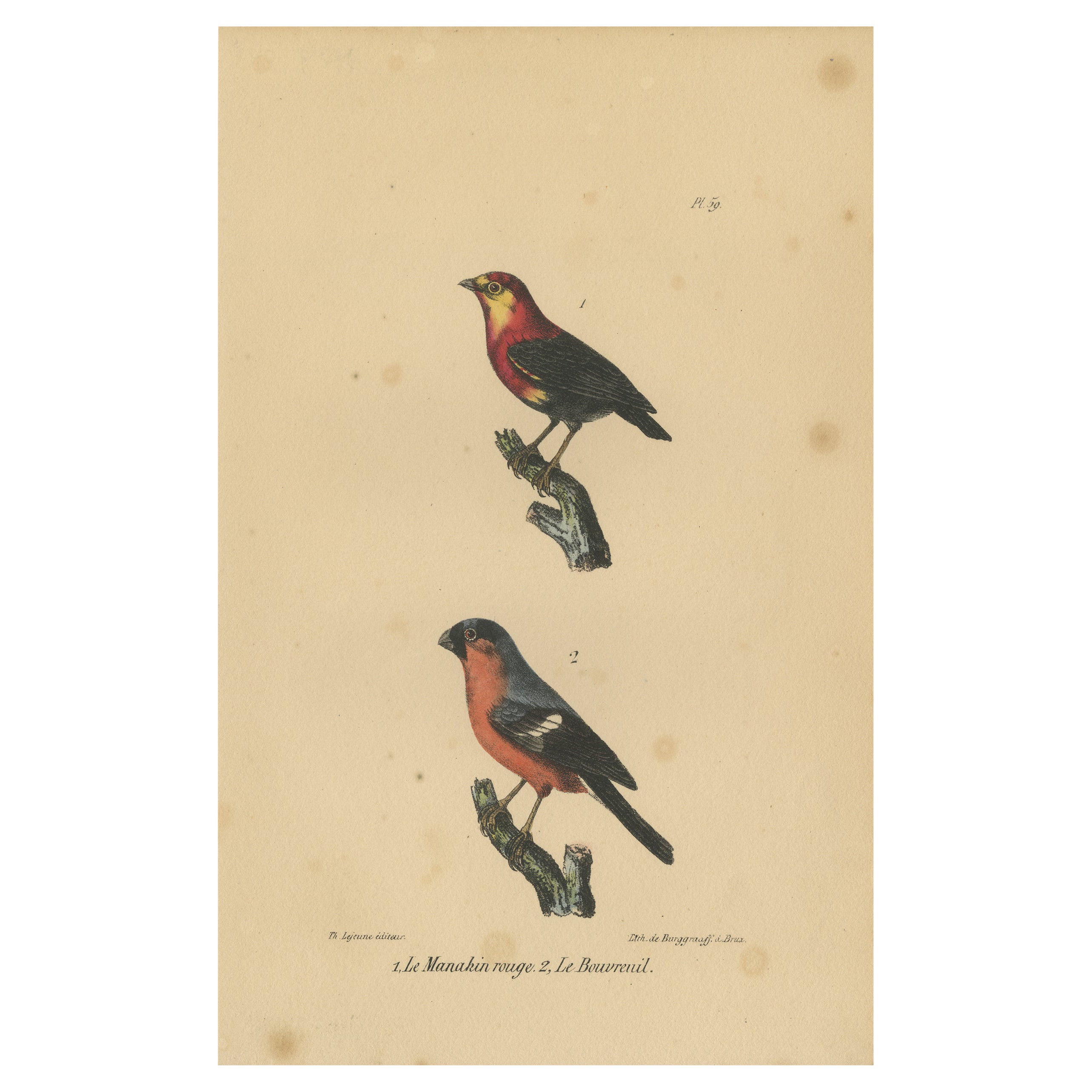 Pl. 59 Antiker Vogeldruck eines Manakins und eines Bullfinchs von Lejeune, um 1830
