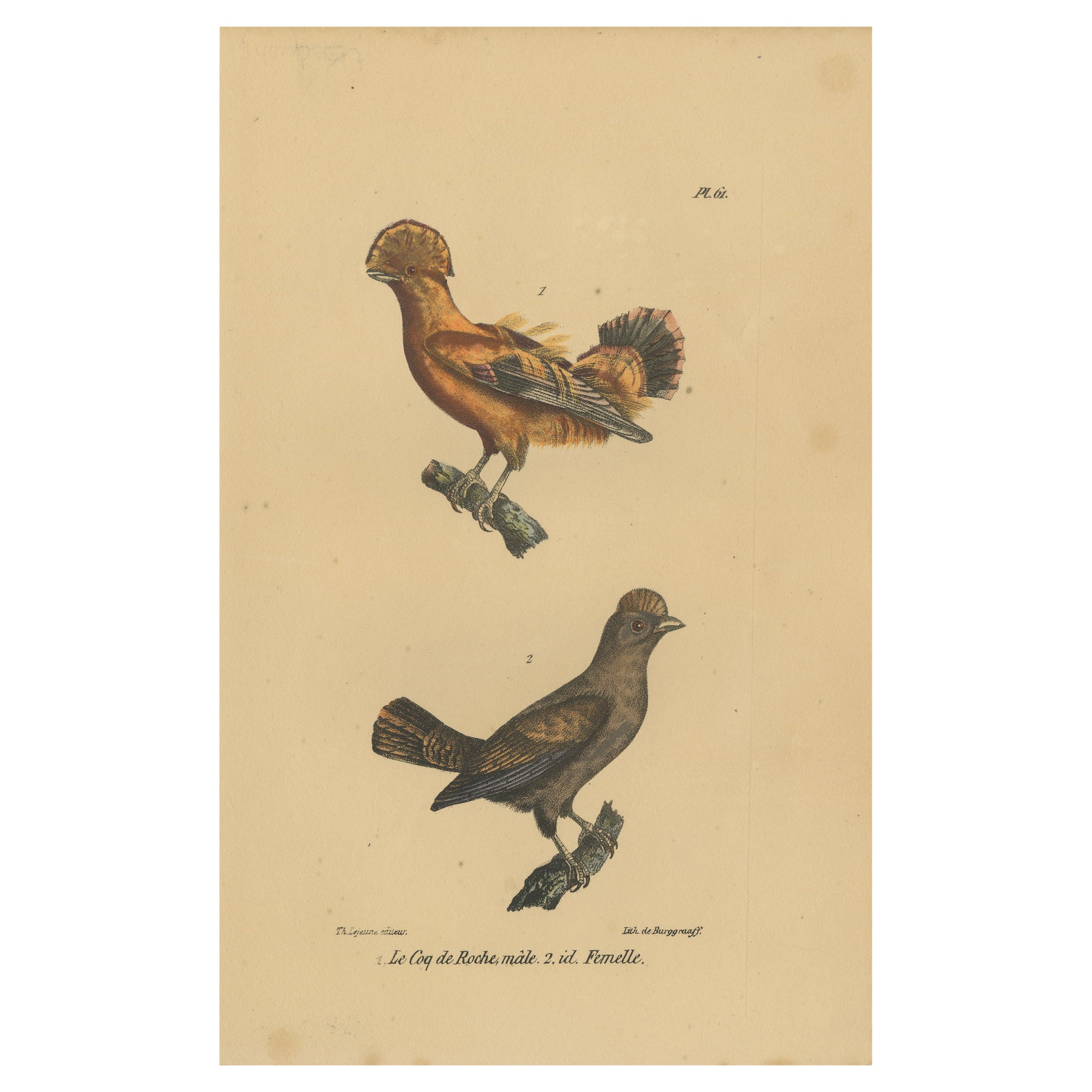 Impression d'oiseaux anciens de Cocks-of-the-Rock Pl. 61 par Lejeune, vers 1830