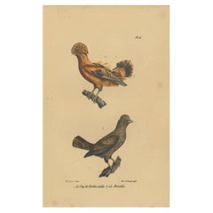 Pl. 61 Grabado antiguo de Gallos de las Rocas por Lejeune 'c.1830'