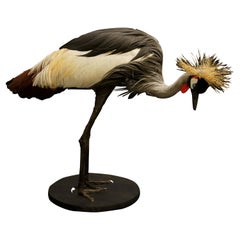 African Crown Crane