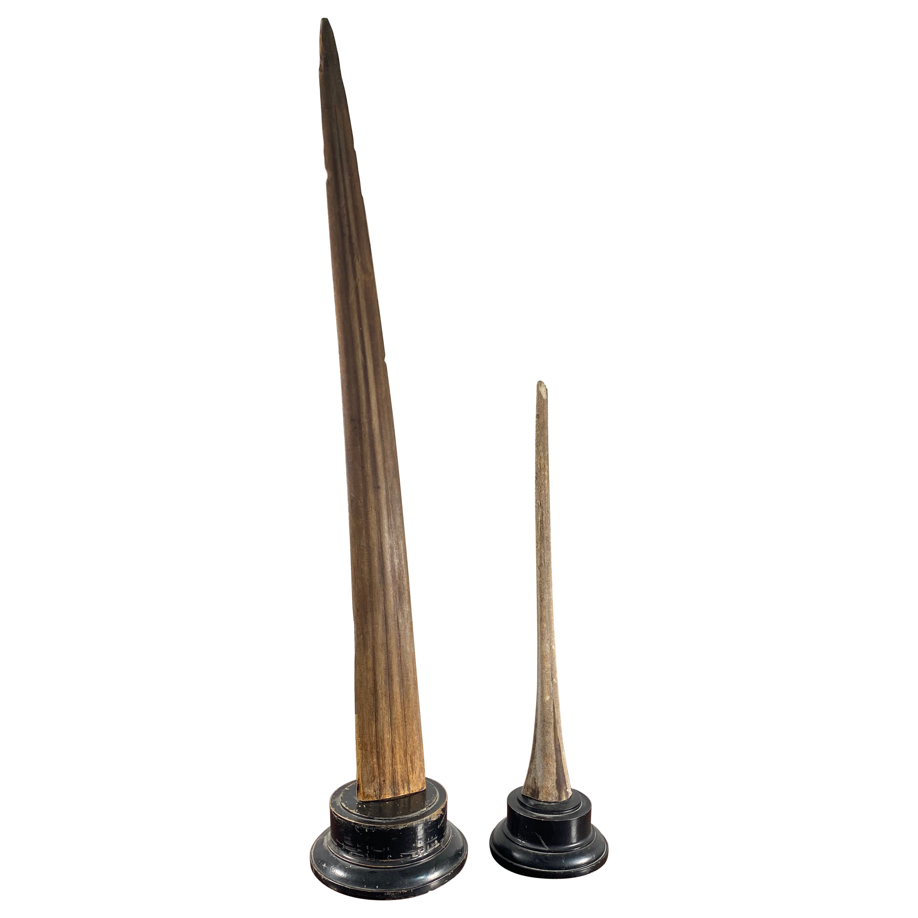 Mounted Swordfish Bill at 1stDibs