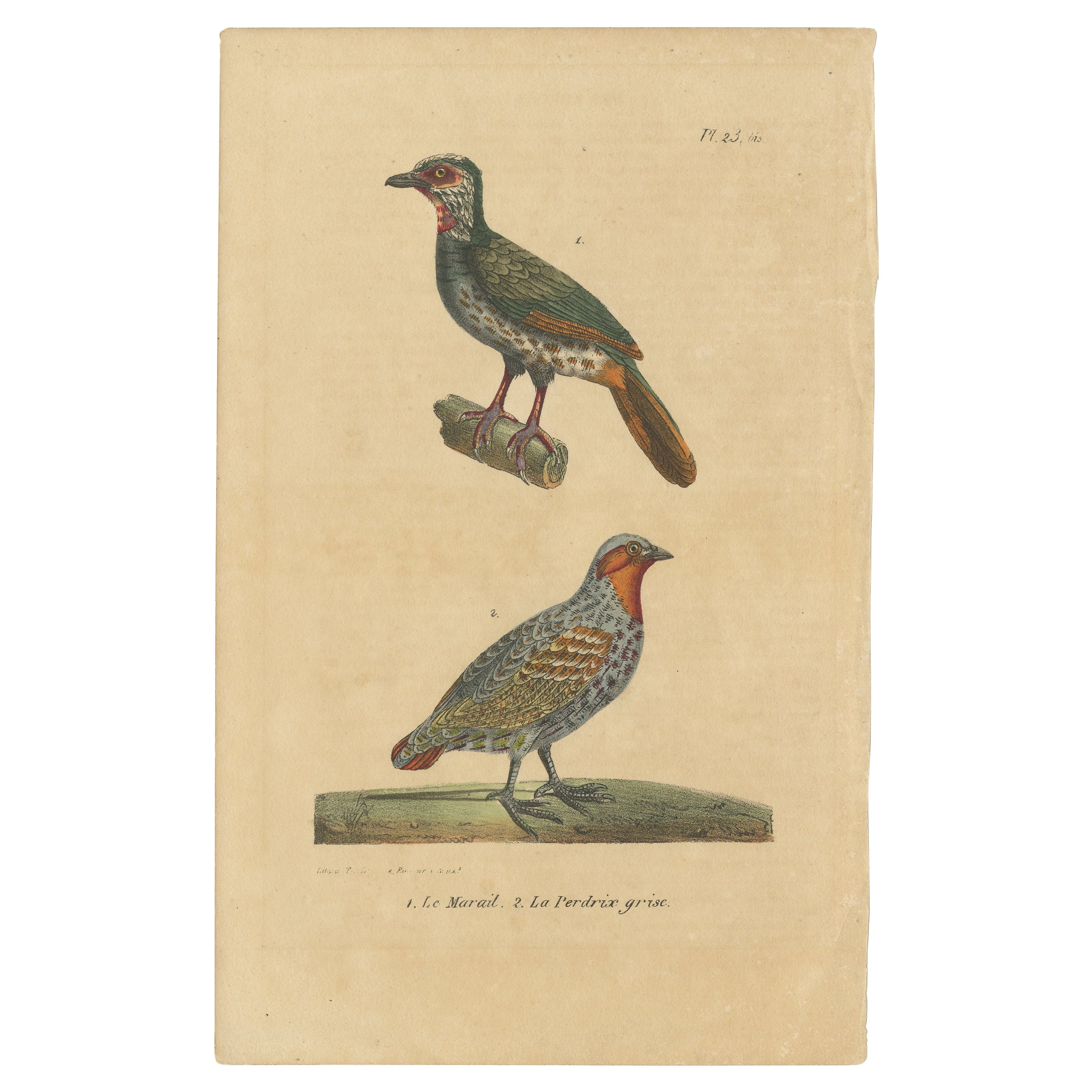 Pl. 23 Grabado antiguo de pájaros de Marail Guan y una perdiz de Lejeune "c.1830 en venta