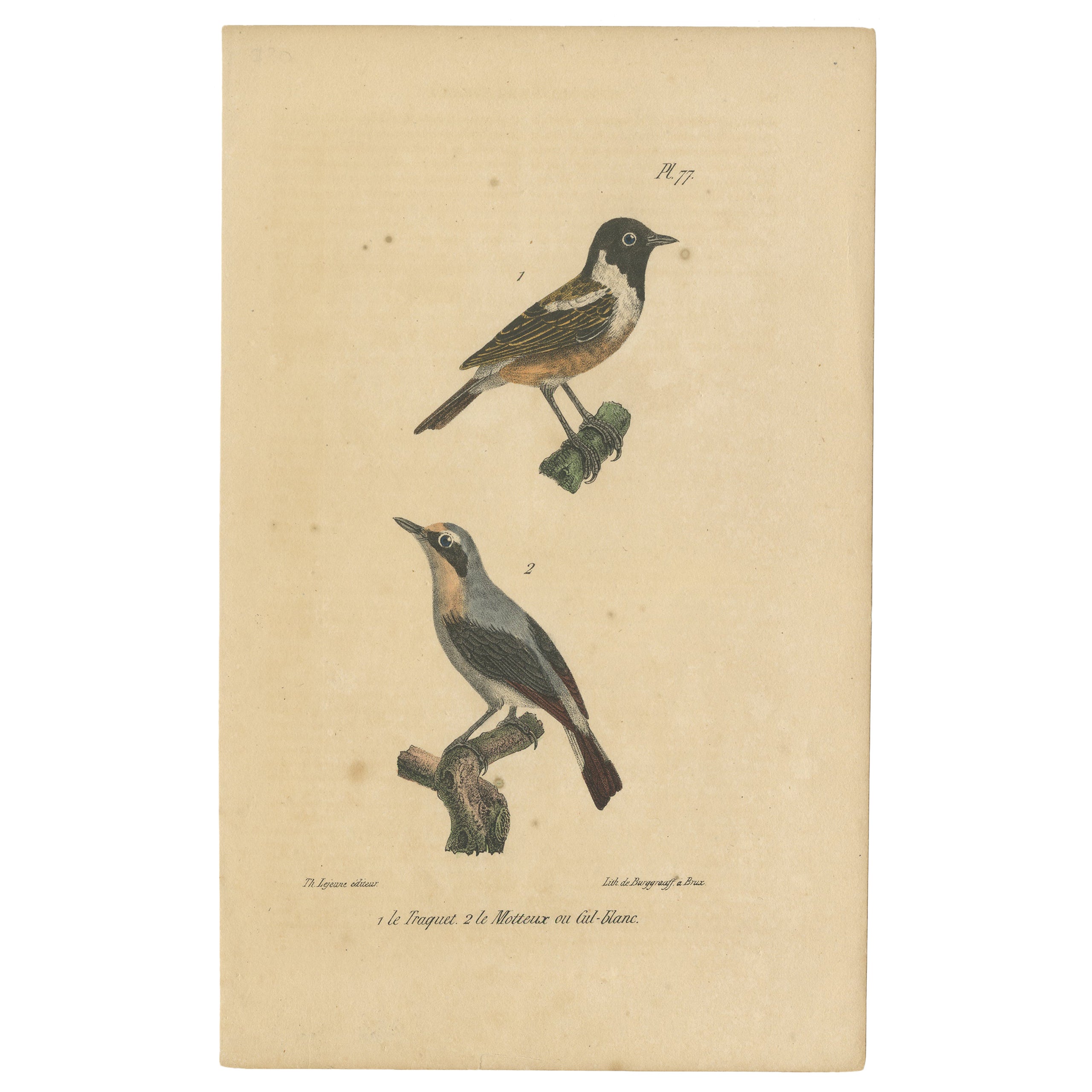 Pl. 77 Antique Bird Print of the Wheatear by Lejeune 'c.1830' For Sale