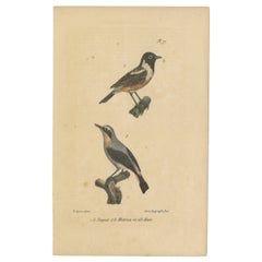 Pl. 77 Antique Bird Print of the Wheatear by Lejeune 'c.1830'