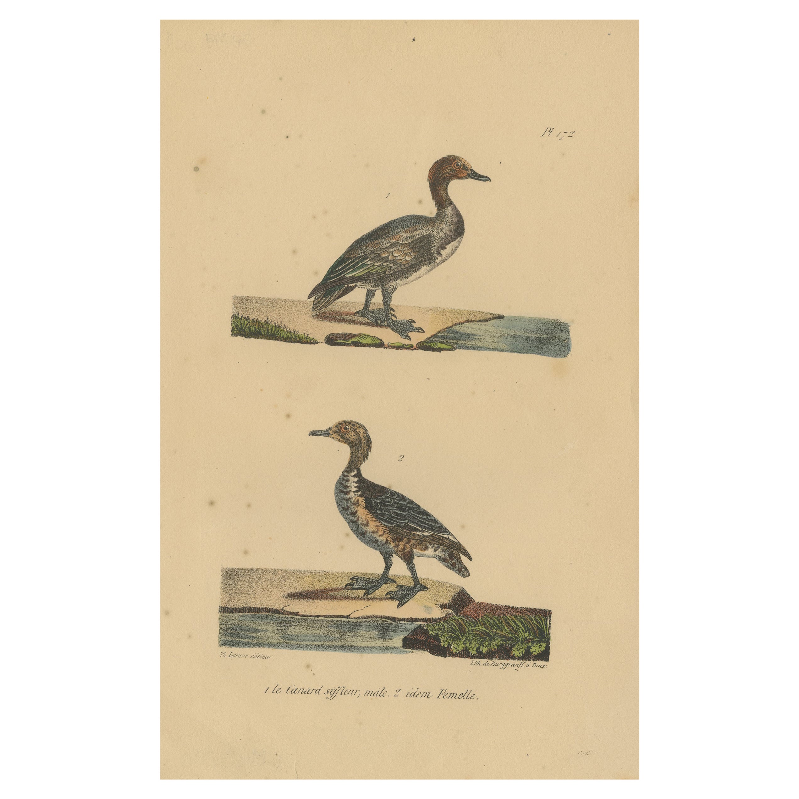 Pl. 172 Antique Bird Print of the Eurasian Wigeon by Lejeune 'c.1830' For Sale