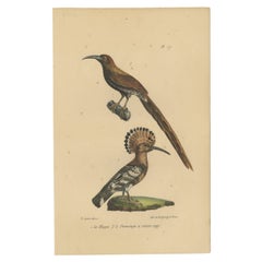 Pl. 117 Antique Bird Print of a Hoopoe and Mockingbird by Lejeune 'c.1830'