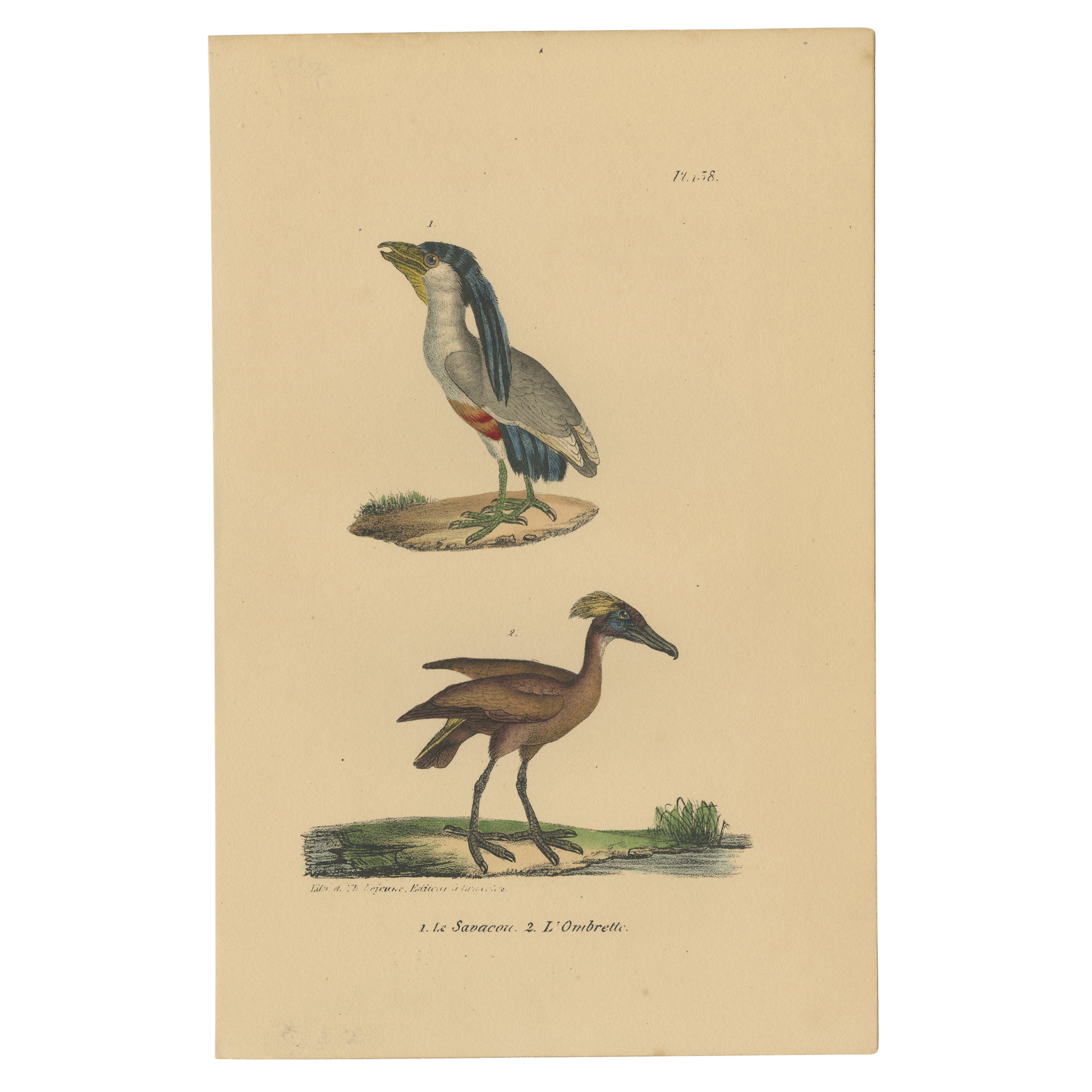 Impression oiseau ancienne Pl. 158 d'un héron et d'un Hamerkop piqués dans un bateau par Lejeune, vers 1830