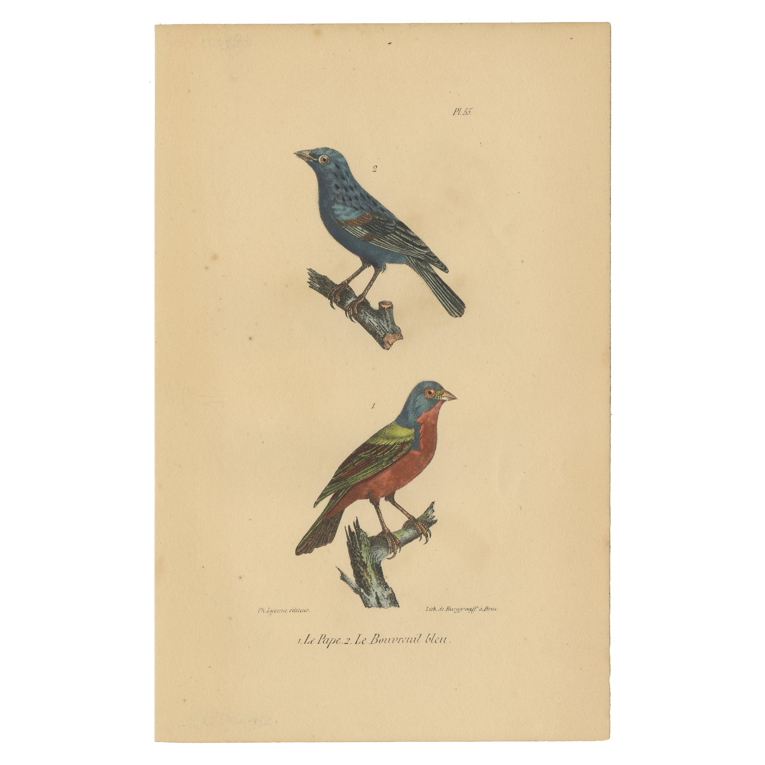 Pl. 55 55 Grabado antiguo de un Escribano y un Camachuelo de Lejeune "c.1830