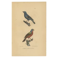 Pl. 55 Antique Bird Print of a Bunting & Bullfinch by Lejeune 'c.1830'