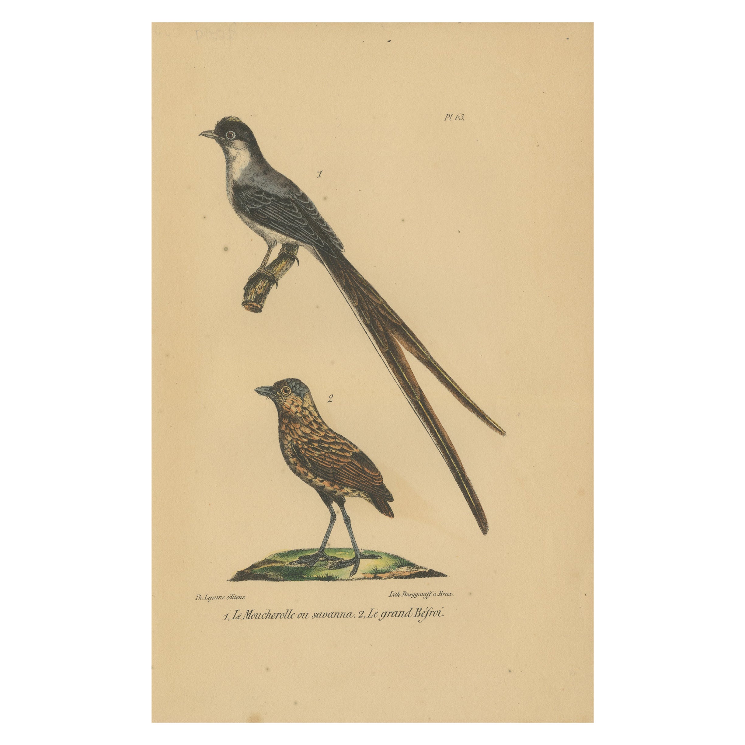 Pl. 63 Antique Bird Print of a Flycatcher and Antpitta by Lejeune 'c.1830' For Sale