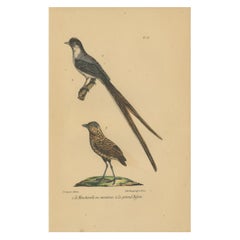 Pl. 63 Used Bird Print of a Flycatcher and Antpitta by Lejeune 'c.1830'