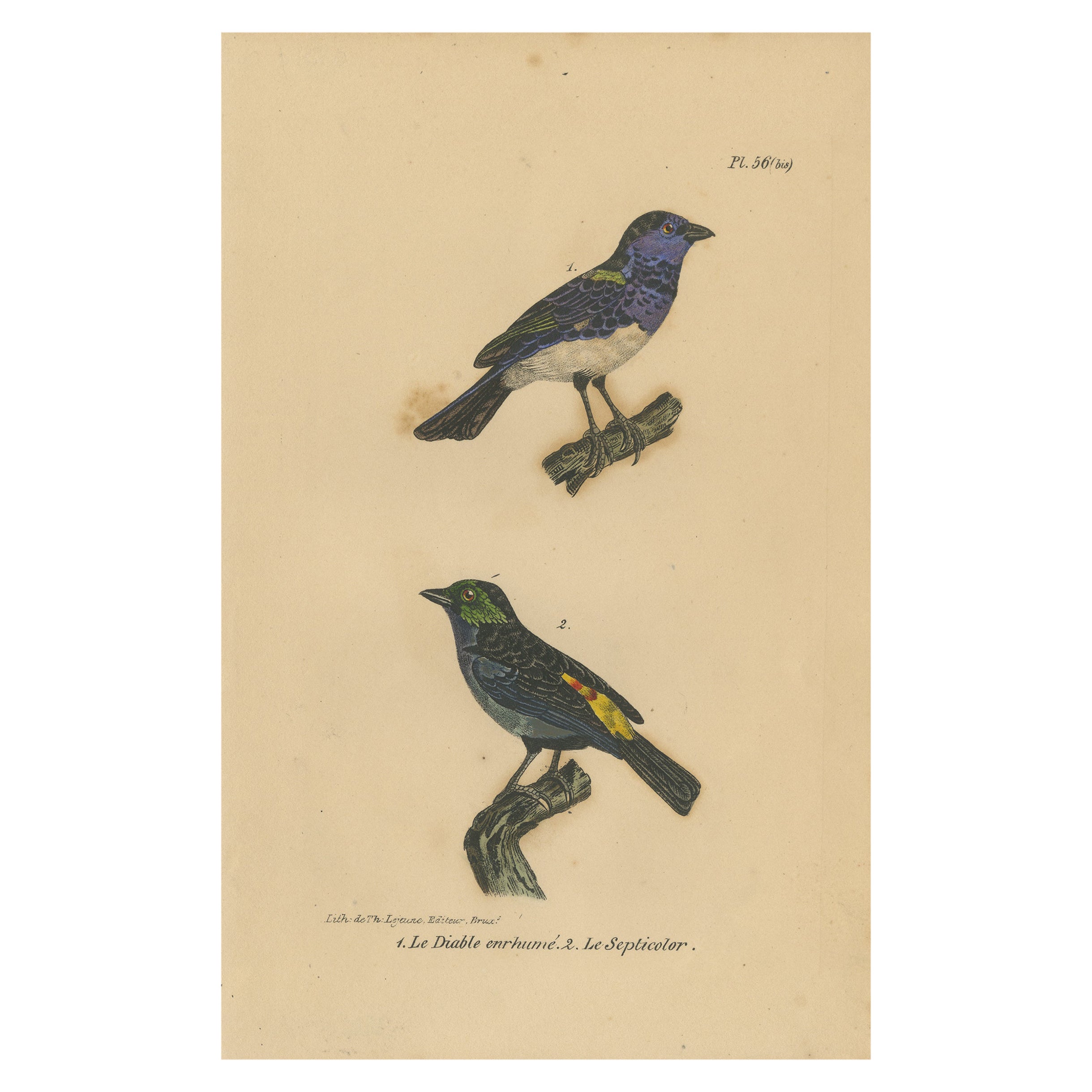 Pl. 56 Grabado antiguo de especies de tangaras por Lejeune 'c.1830'