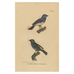 Pl. 56 Antique Bird Print of Tanager Species by Lejeune 'c.1830'