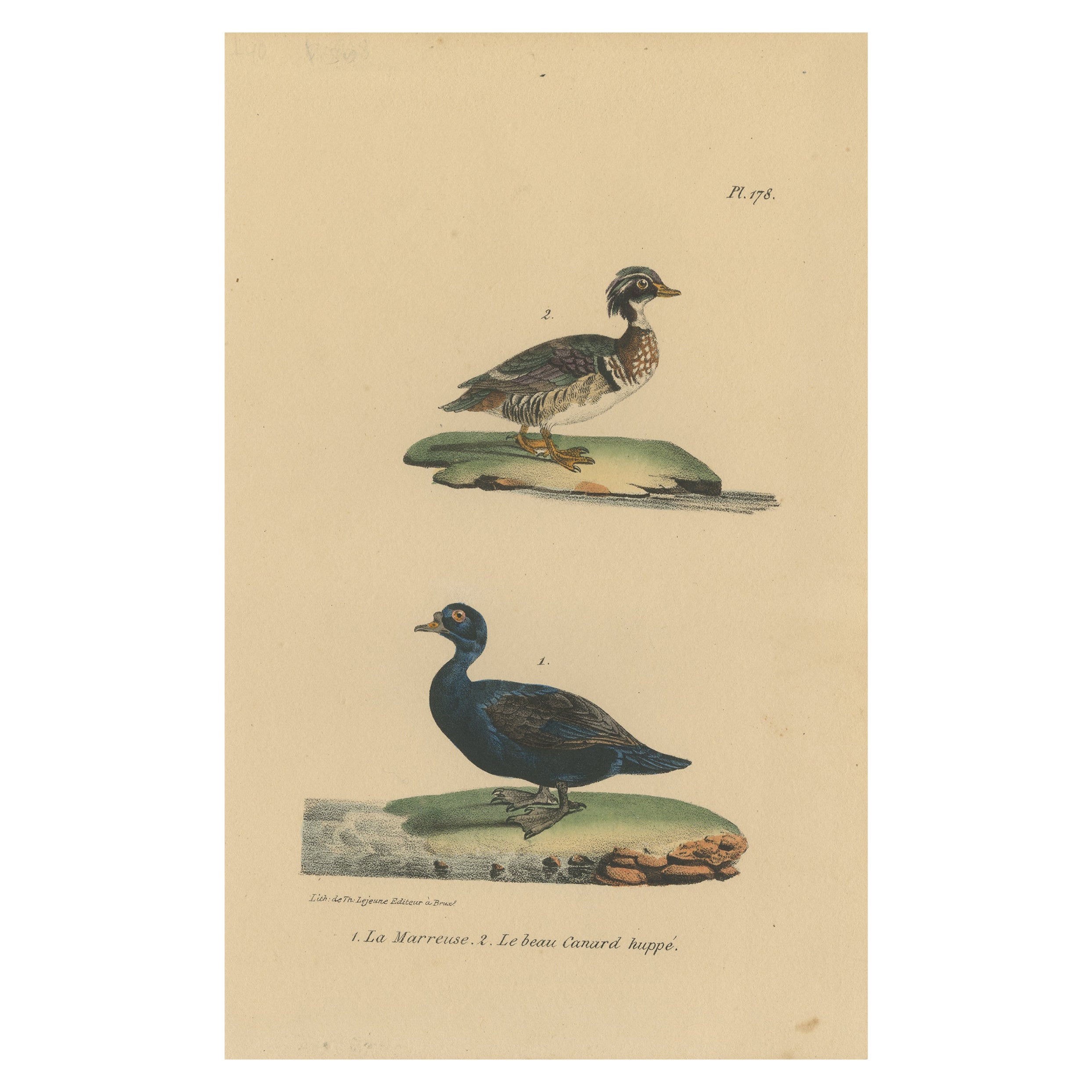 Pl. 178 Stampa antica di un'anatra crestata e di un'anatra di Wood di Lejeune, 1830 ca.