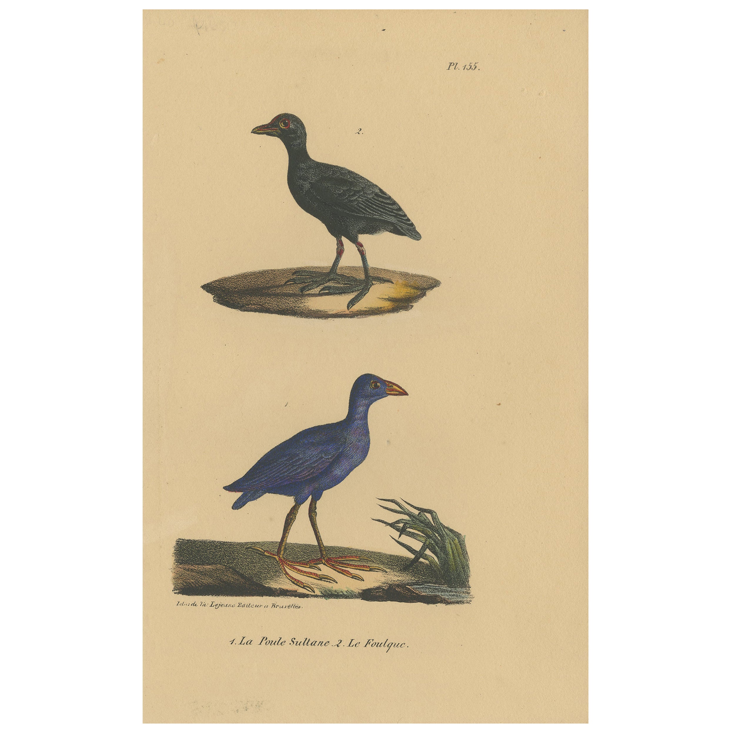 Pl. 155 Antique Bird Print of a Purple Gallinule & Coot by Lejeune 'c.1830'