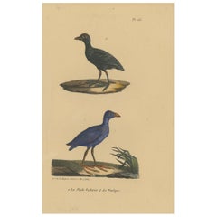 Pl. 155 Vintage Bird Print of a Purple Gallinule & Coot by Lejeune 'c.1830'