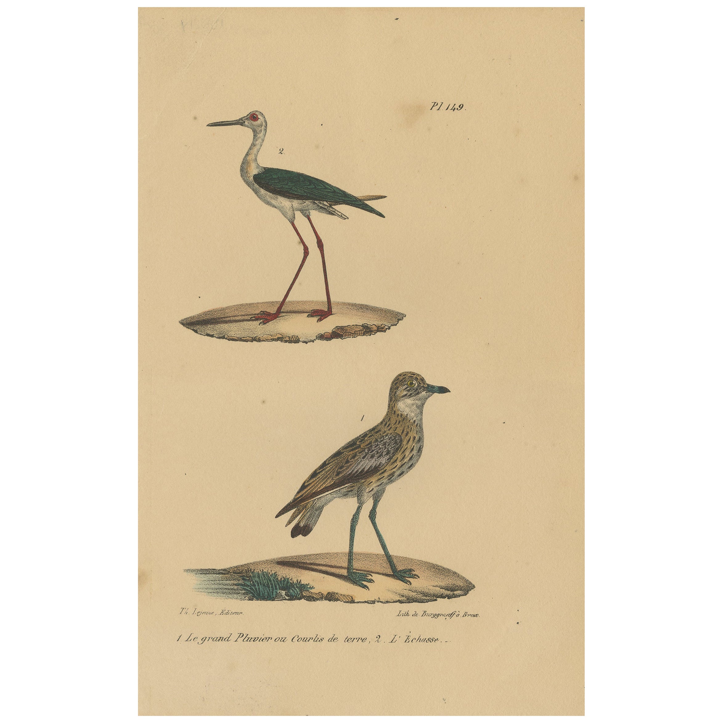 Pl. 149 Antique Bird Print of Plover Species by Lejeune 'c.1830' For Sale