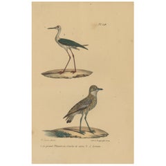 Pl. 149, Antiker Vogeldruck von Plover Species von Lejeune, um 1830