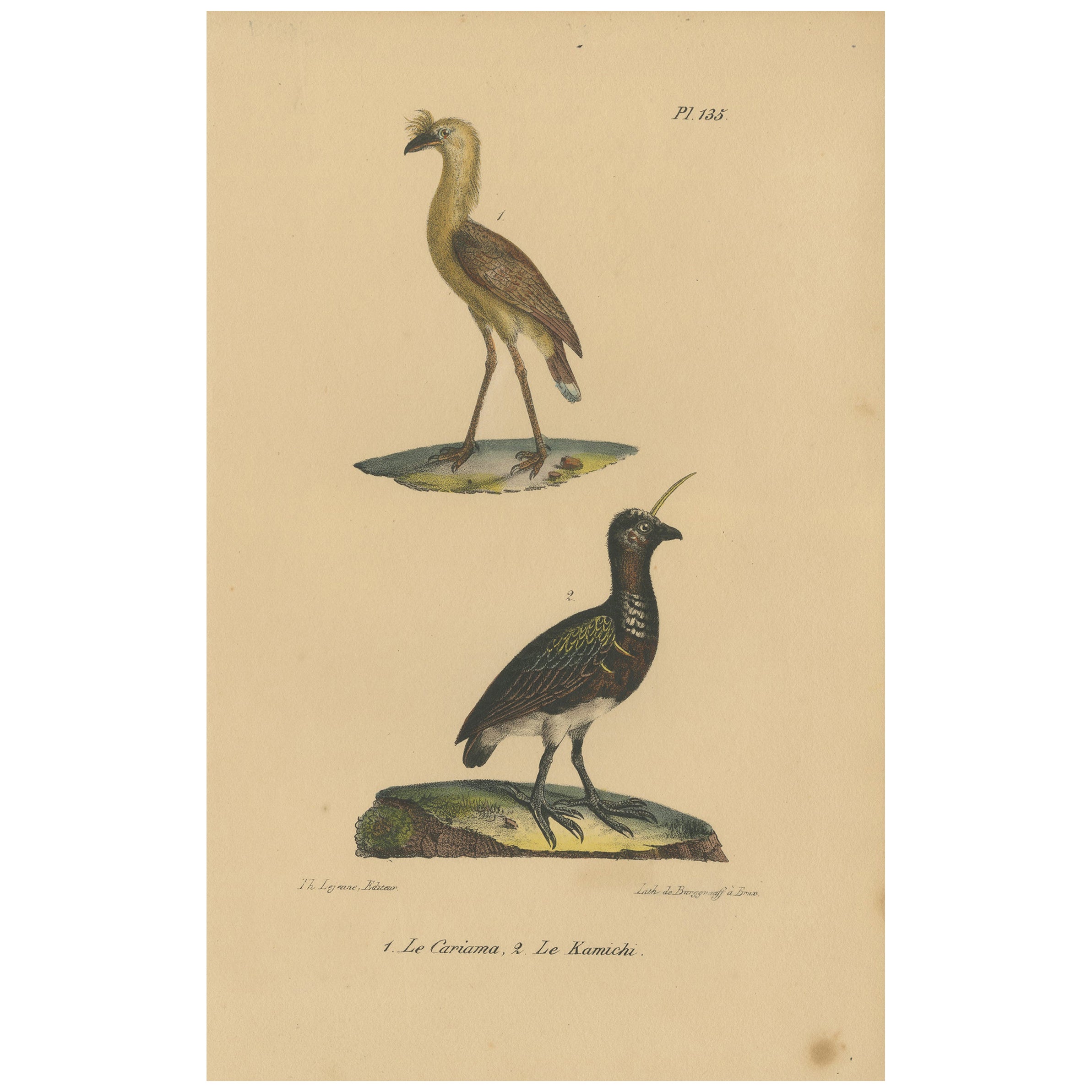 Pl. 135 Antique Bird Print of a Seriema & Kamichi by Lejeune 'c.1830' For Sale