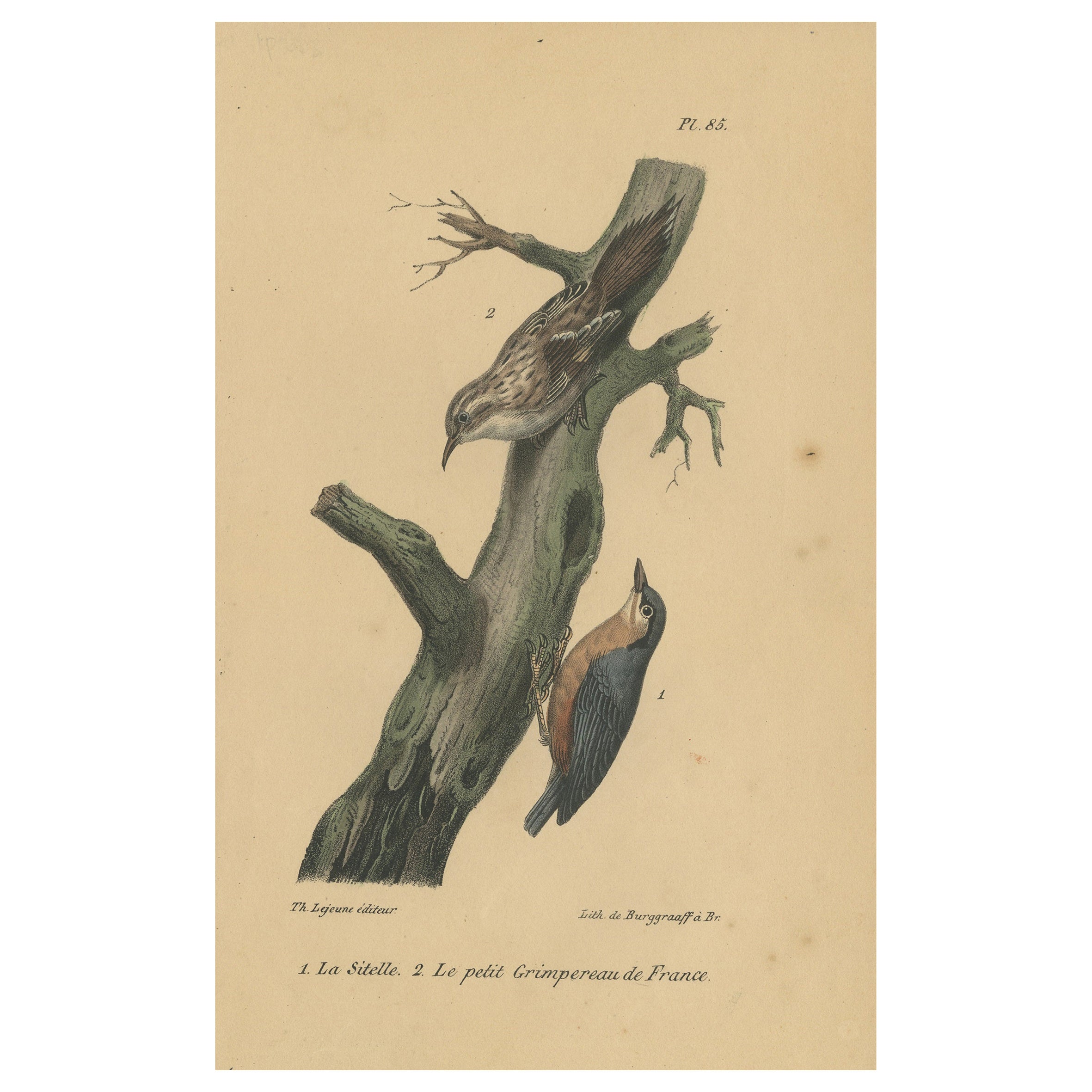 Pl. 85 Antique Bird Print of a Nuthatch and Creeper by Lejeune 'c.1830' For Sale