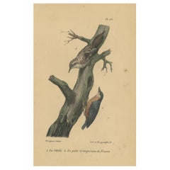 Pl. 85 Antique Bird Print of a Nuthatch and Creeper by Lejeune 'c.1830'