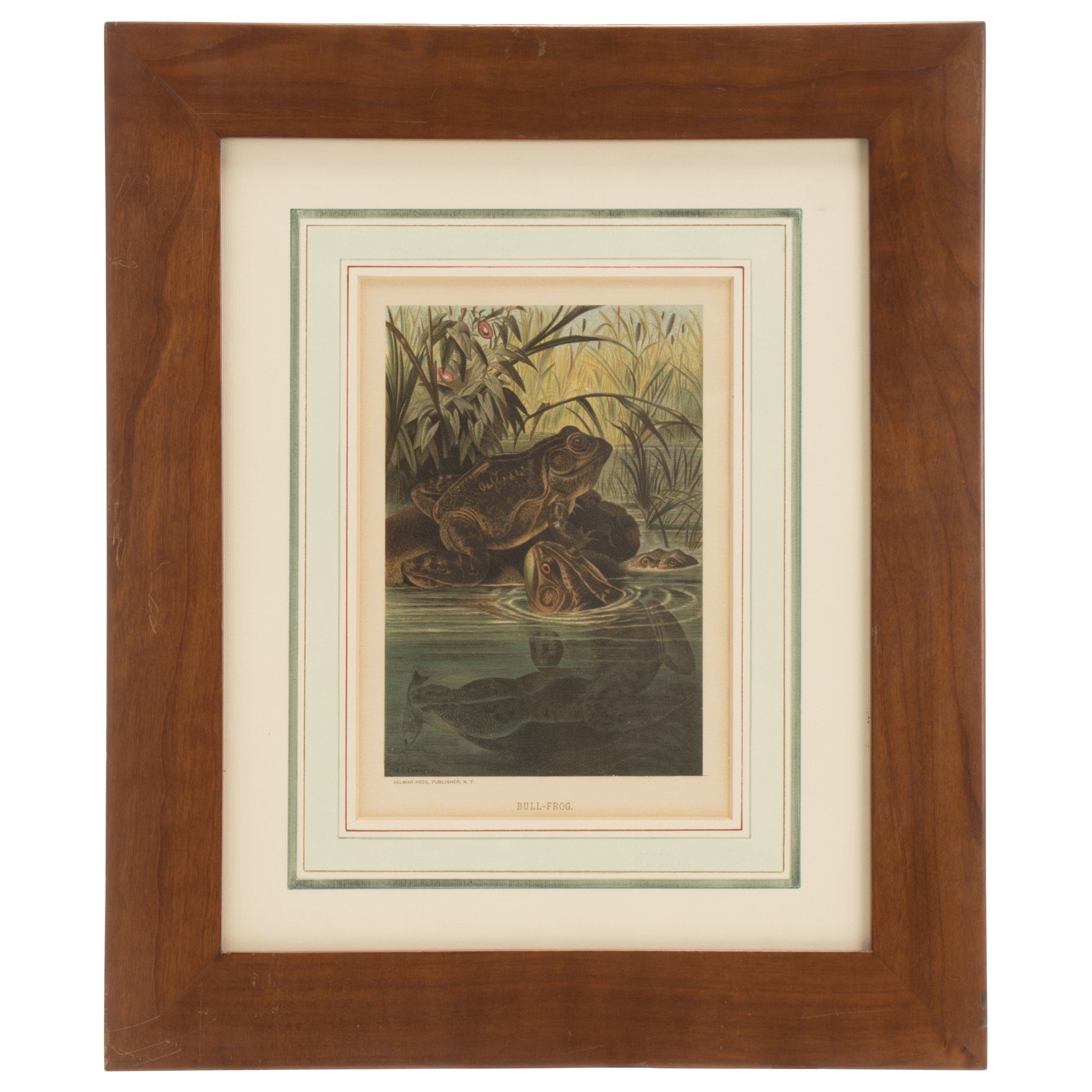 Color Print Depicting Frogs in a Pond, USA 1898 For Sale