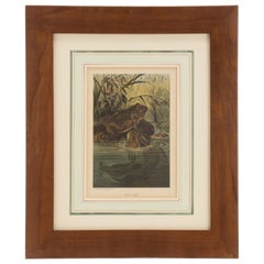 Antique Color Print Depicting Frogs in a Pond, USA 1898