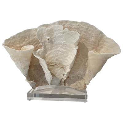 Two White Coral Specimens Mounted on Lucite For Sale at 1stDibs