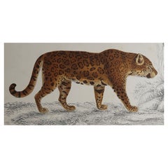 Original Antique Print of a Jaguar, 1847 'Unframed'
