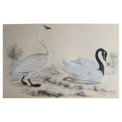 Original Antique Print of Swans, 1847 'Unframed'