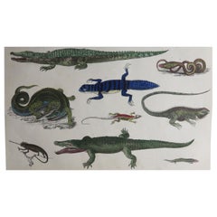 Original Antique Print of Reptiles, 1847 'Unframed'