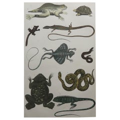 Original Antique Print of Reptiles, 1847 'Unframed'