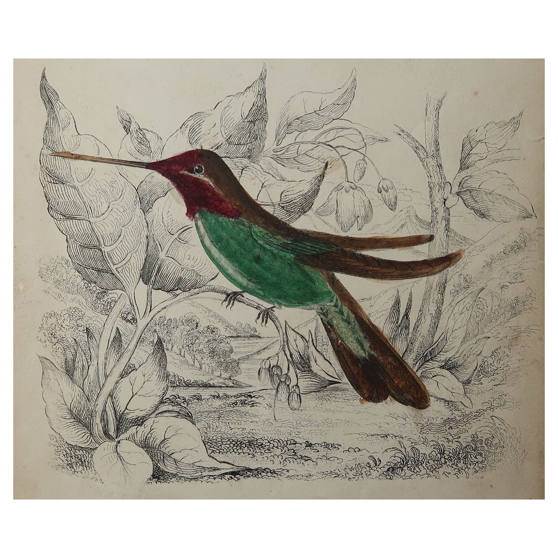 Original Antique Print of Hummingbirds, circa 1835, Unframed