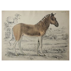 Original Antique Print of a Zebra, C.1835. 'Unframed'