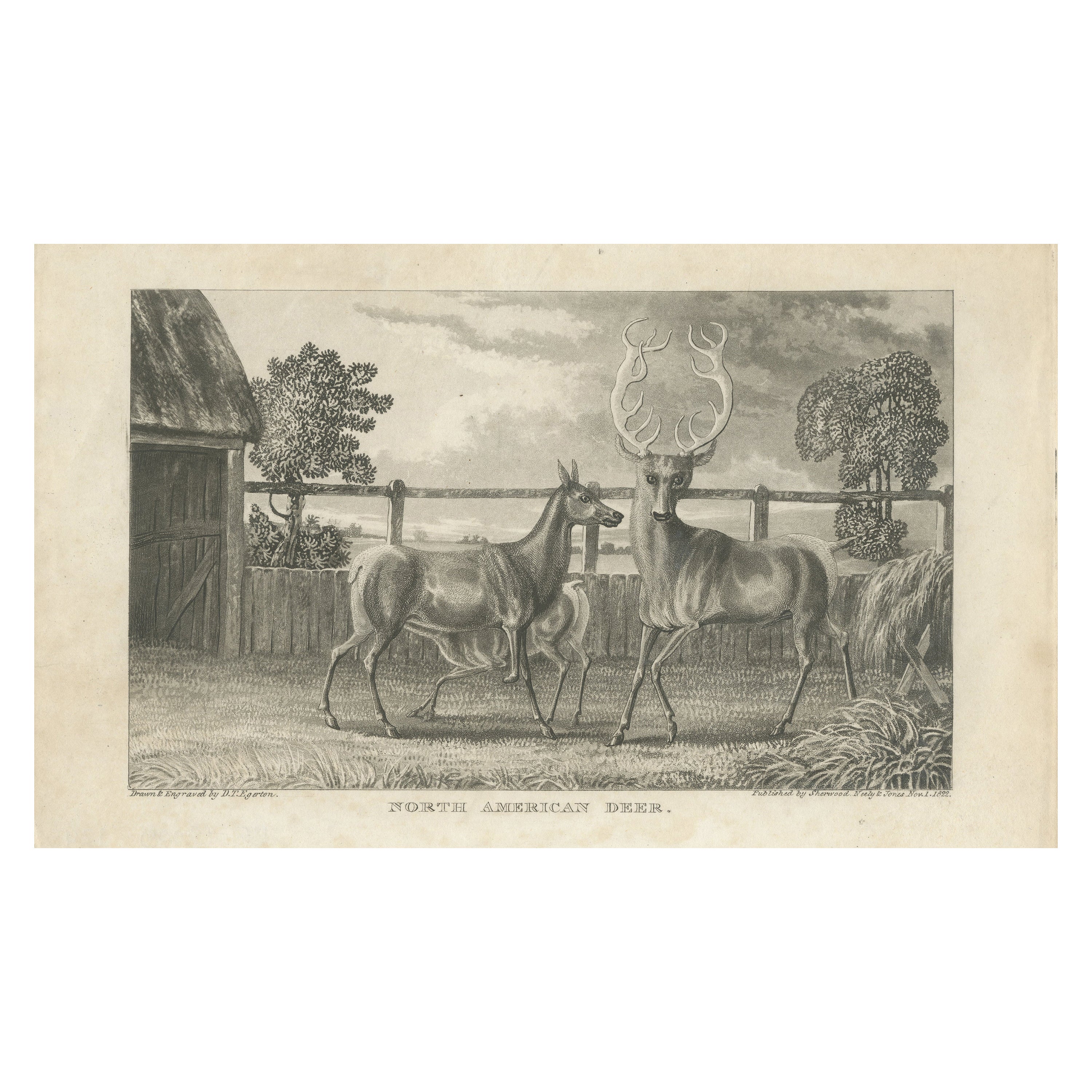 Antique Print of Deer by Egerton '1882' For Sale