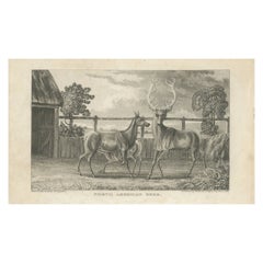Antique Print of Deer by Egerton '1882'