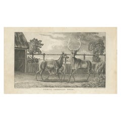 Stampa antica di cervo di Egerton del 1882