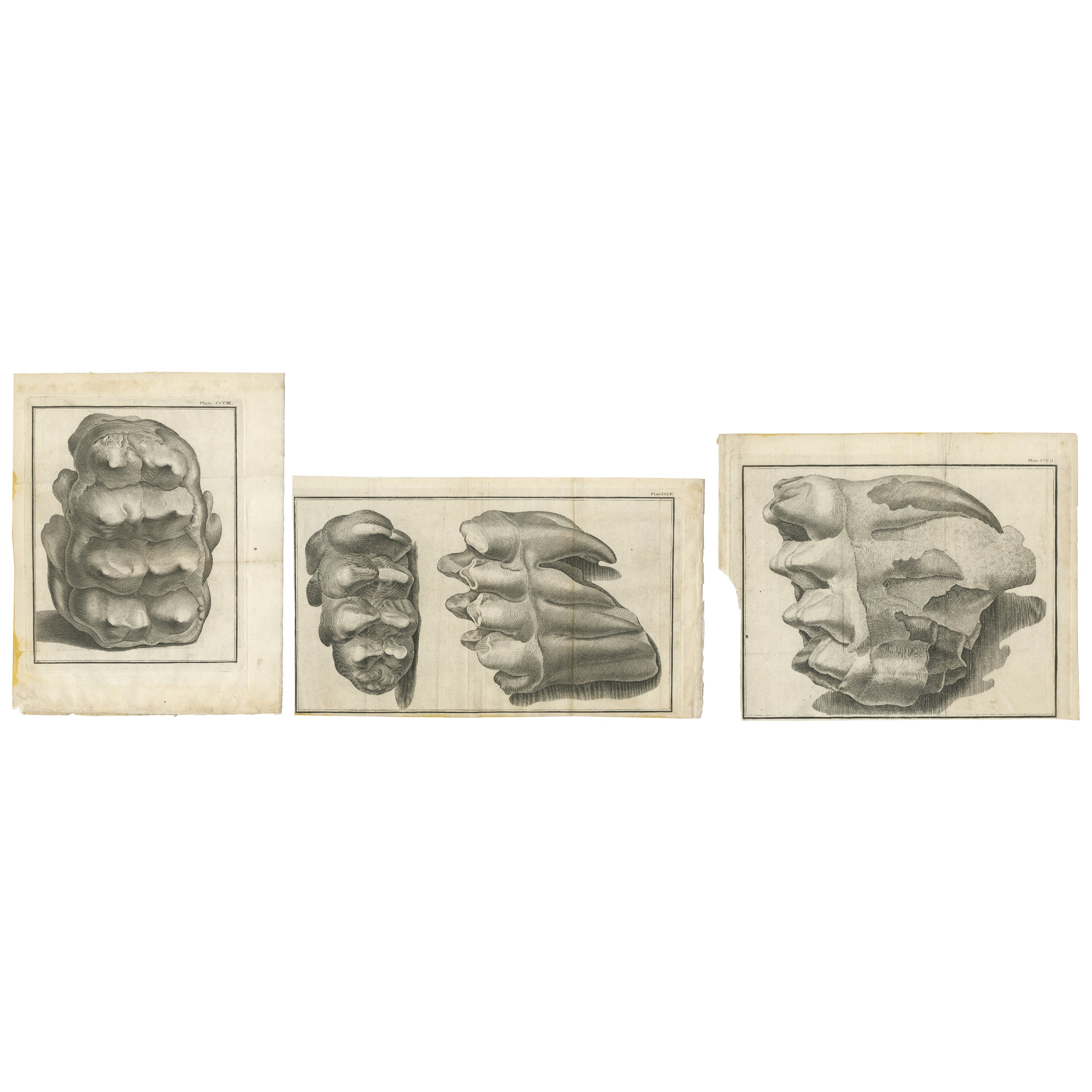 Set di 3 stampe antiche di fossili di mammut "c.1810