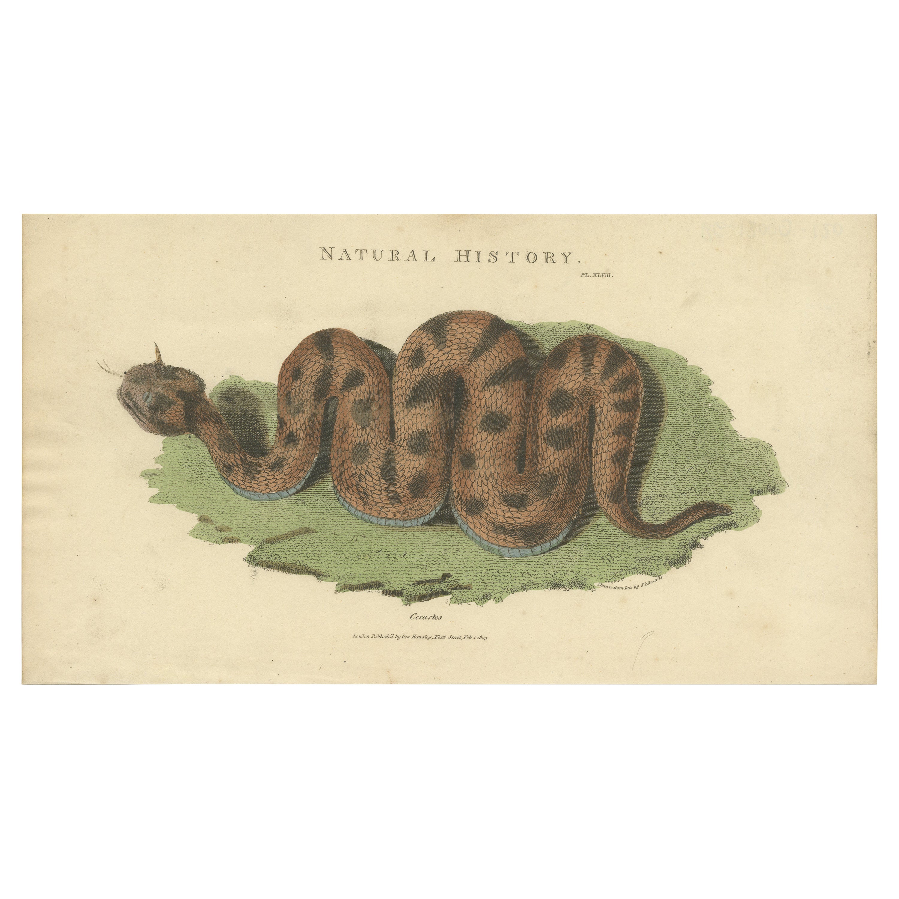 Antique Print of the Cerastes Cerastes Snake by Kearsley '1809' For Sale