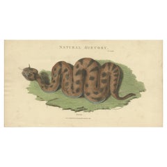Antiker Druck des Cerastes Schlangens von Kearsley '1809'
