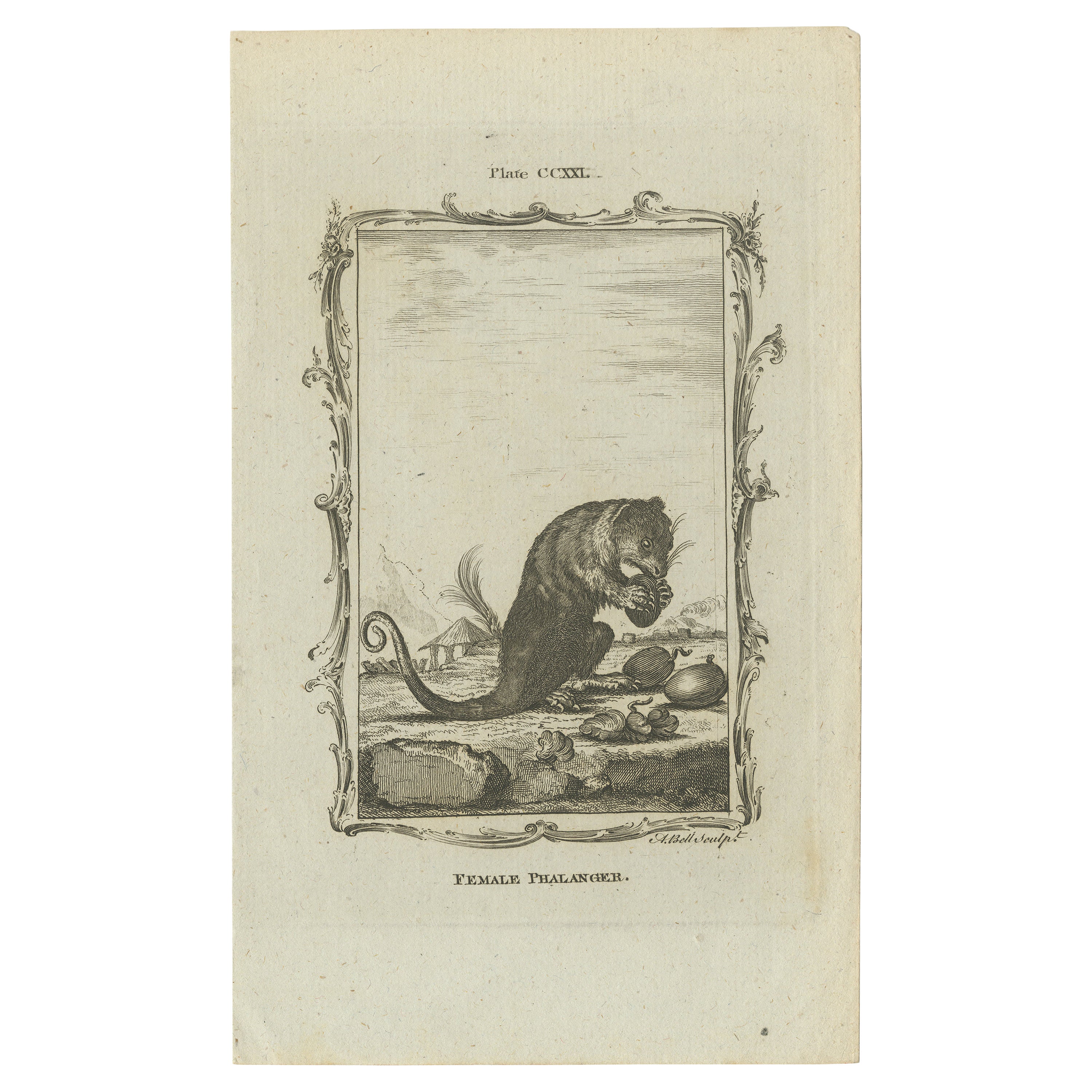 Antique Print of a Female Phalanger by Bell 'c.1800' For Sale