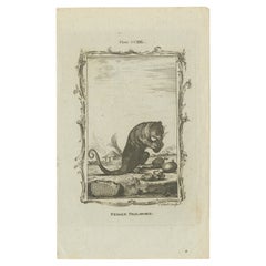 Antique Print of a Female Phalanger by Bell 'c.1800'