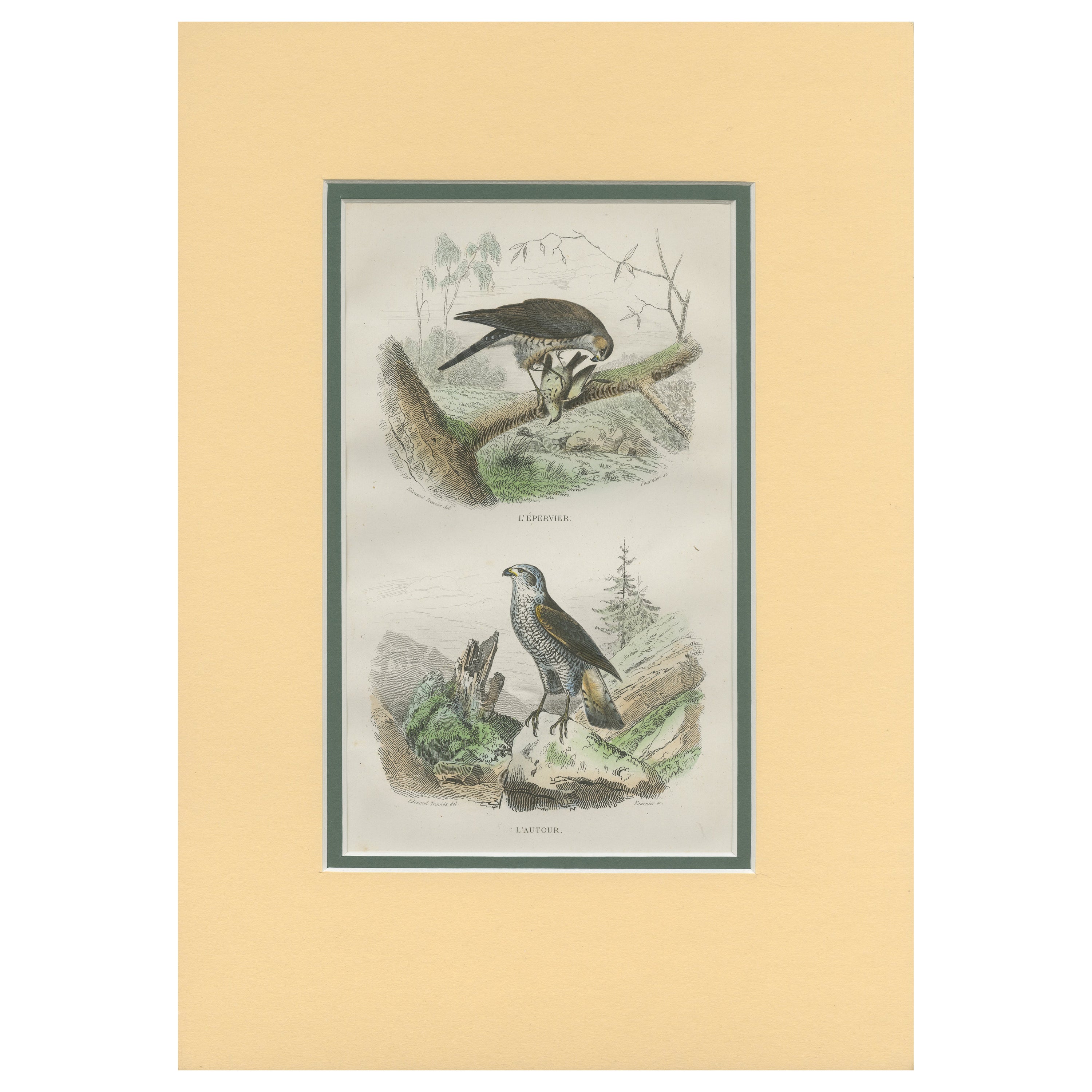Impression oiseau ancien d'un hawk et d'un cygne de mer par Fournier vers 1835